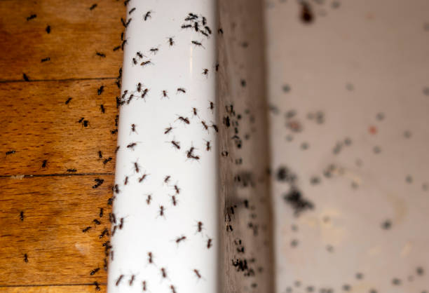 Wasp Removal Services in West Jefferson, NC
